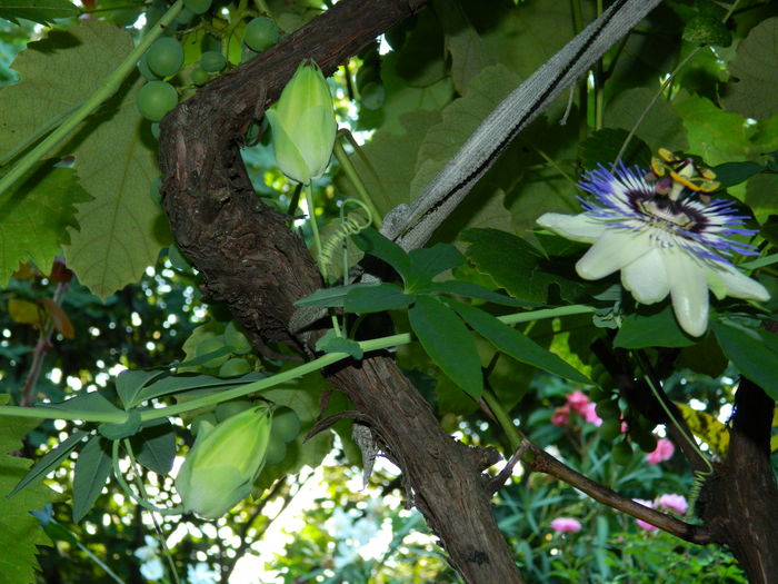 DSCN3536 - 2016 PASSIFLORA