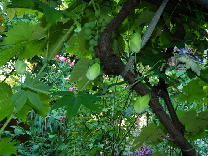 DSCN3537 - 2016 PASSIFLORA