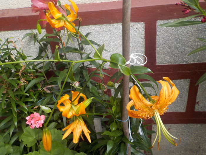 DSCN0836[1] - crini de gradina