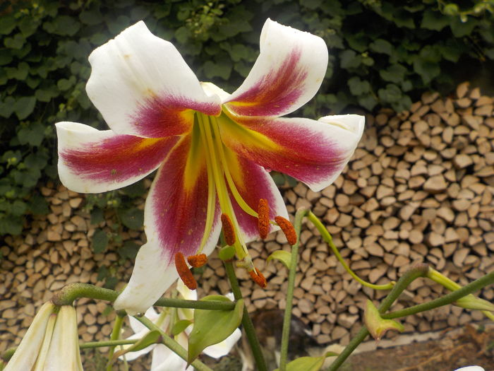 DSCN0845[1] - crini de gradina