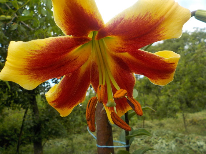 sheherazade - crini de gradina