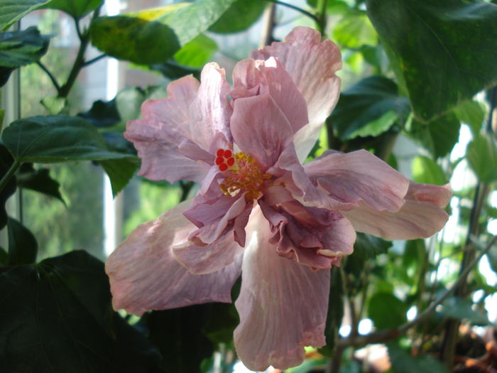 DSC05821 - FLORI 2016