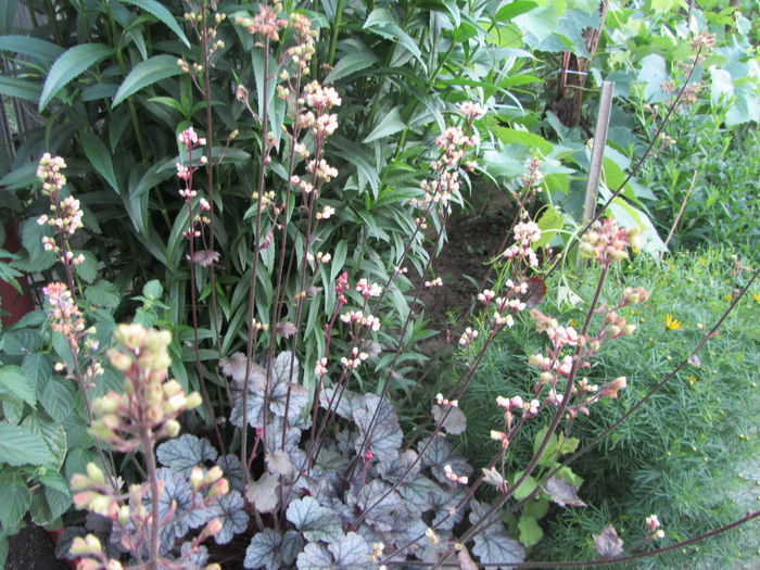 heuchera - Flori de gradina-2016-Vara