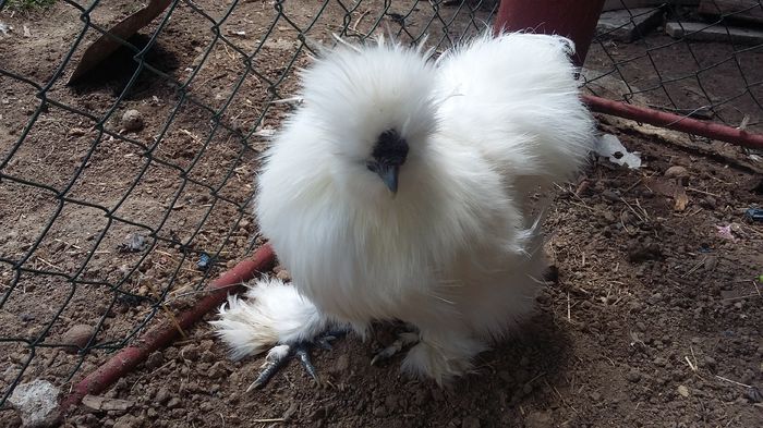 003 - Matase japoneza