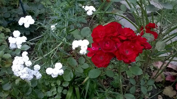 WP_20160720_053