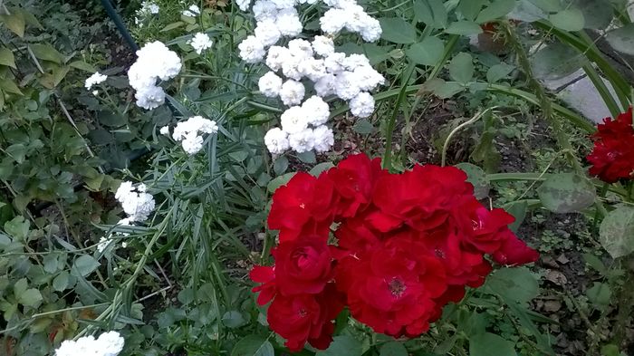 WP_20160720_054