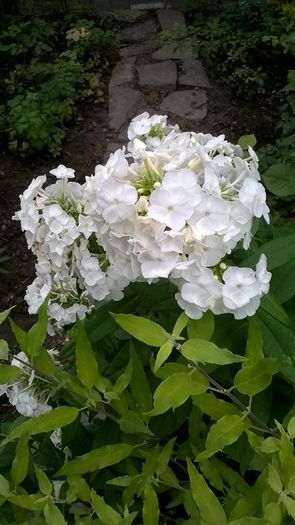 WP_20160720_055