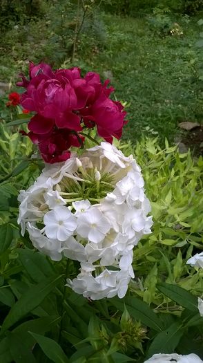 WP_20160720_067
