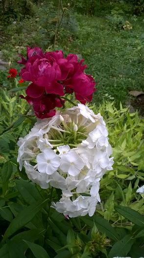 WP_20160720_068