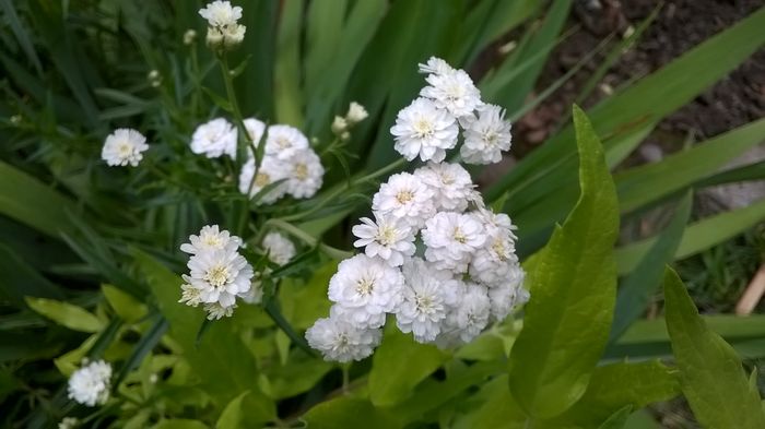 Gypsophilla