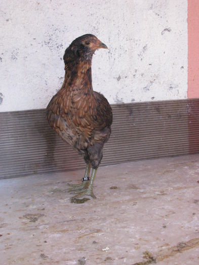 21.07.2016 011 - ARAUCANA POTIRNICHIU 2016