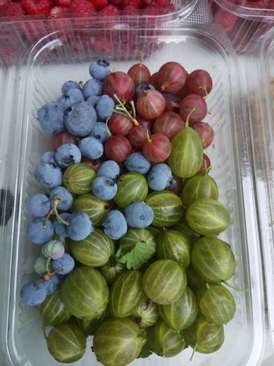 13439013_1729429693993037_6032207250570365567_n - a-a Gradina de legume  2016