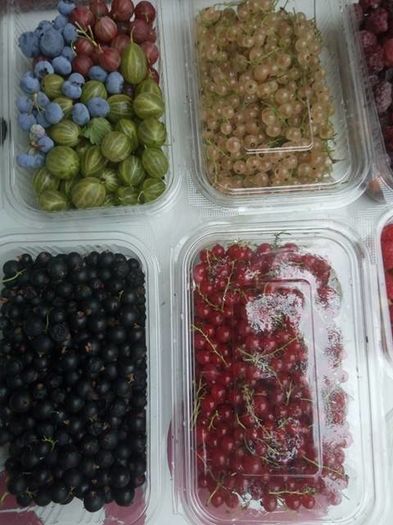 13566946_1729429893993017_5786027552946920476_n - a-a Gradina de legume  2016