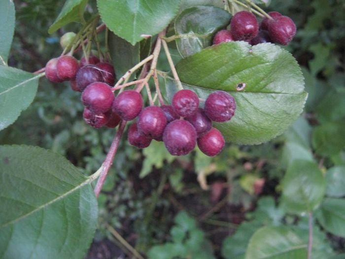 aronia - a-a Gradina de legume  2016
