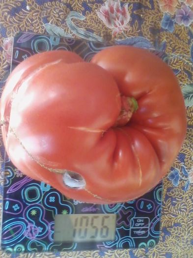 13654395_1733889063547100_4615969001315704979_n - a-a Gradina de legume  2016