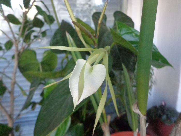 Brassavola nodosa,in sfarsit!