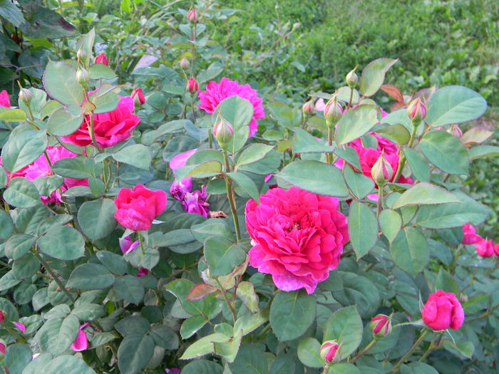 Soffy's rose - Trandafiri 2016