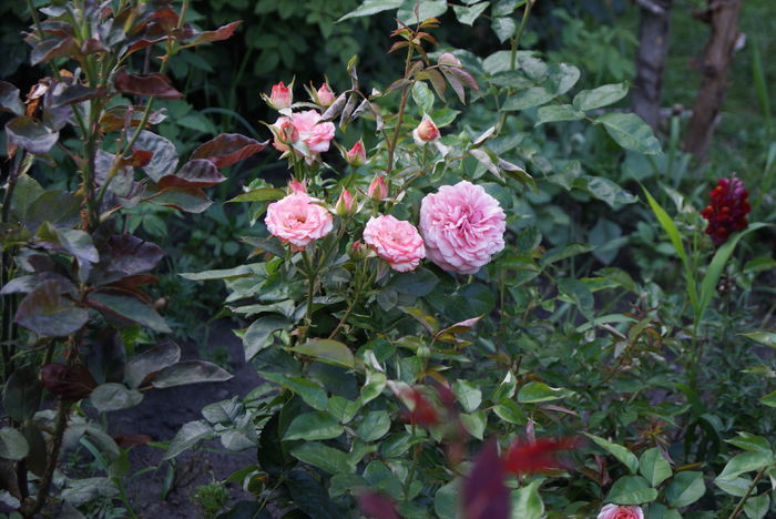 DSC00819 - 03 Trandafiri