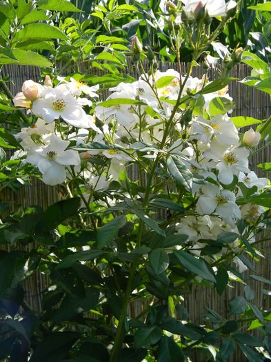 Sally Holmes - Trandafiri urcatori 2016