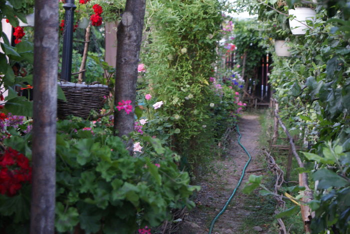 DSC00814 - 04 Gradina 21 07 2016