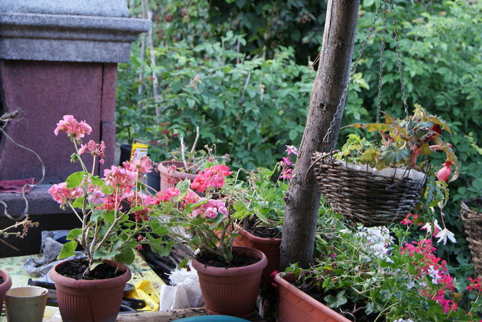 DSC00815 - 04 Gradina 21 07 2016