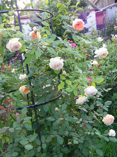 C P M - Trandafiri urcatori 2016