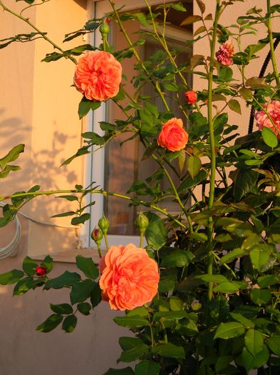 Summer song - Trandafiri urcatori 2016