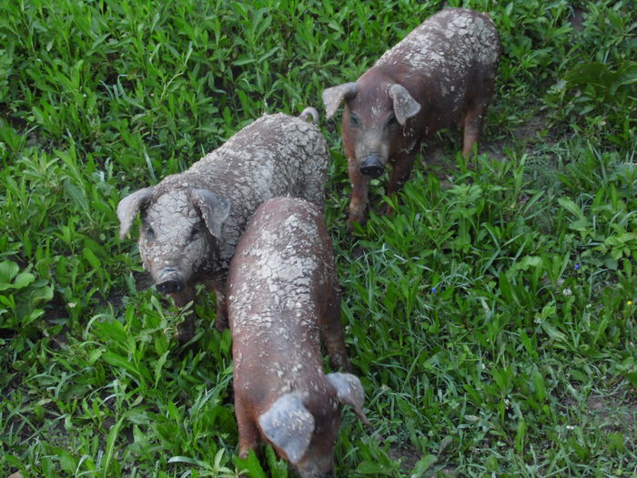 SAM_2237 - c - Porci Duroc American