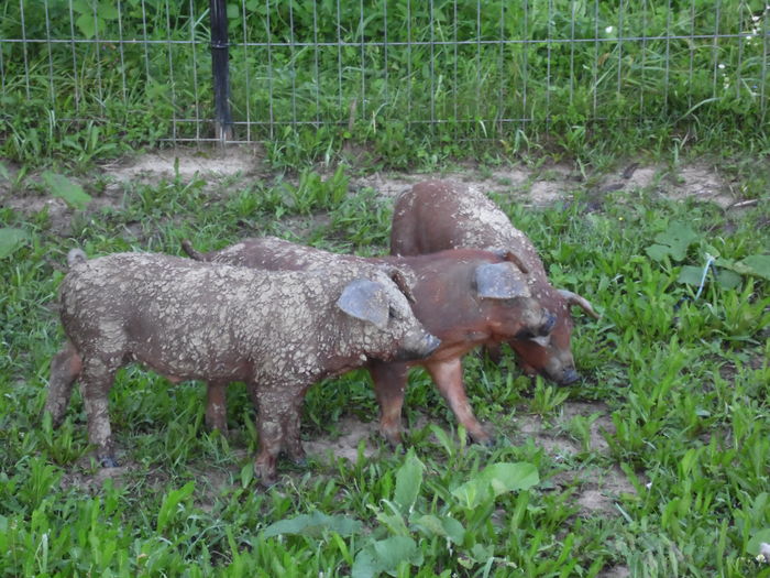 SAM_2238 - c - Porci Duroc American