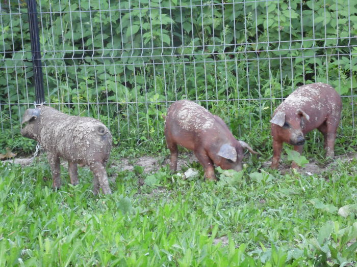 SAM_2242 - c - Porci Duroc American