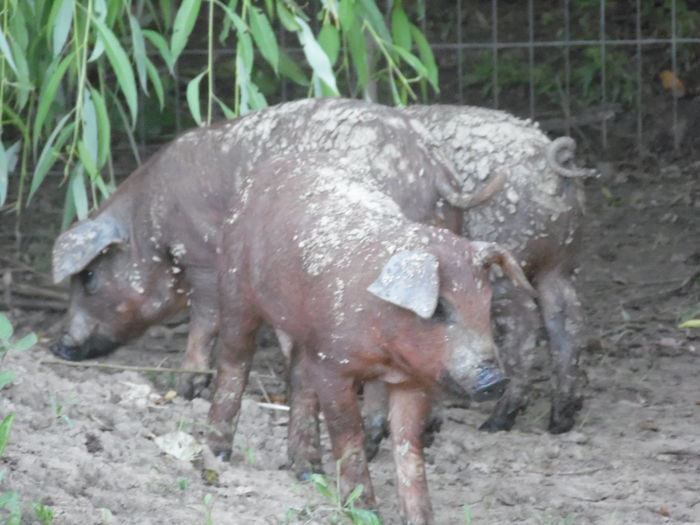 SAM_2247 - c - Porci Duroc American