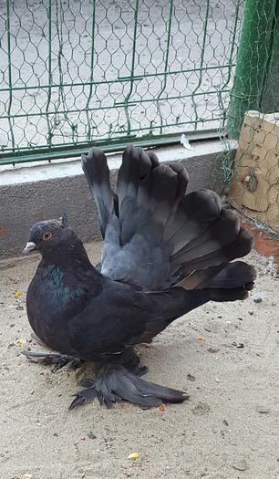 Fem2016.Dnu TRAICU(tavitraicusunfoto).Loc.Cerna.Jud.Tulcea.