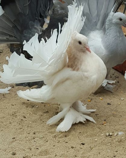 Masc2016.Dnu TRAICU(tavitraicusunfoto).Loc.Cerna.Jud.Tulcea