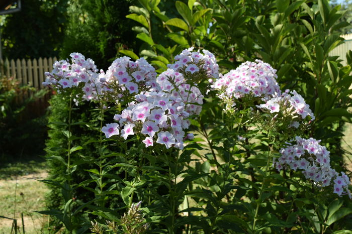 Phlox Swizzle - 2016 Iulie