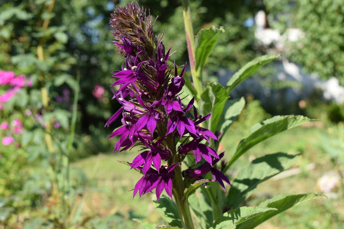 Lobelia Hadspen Purple - 2016 Plantele mele