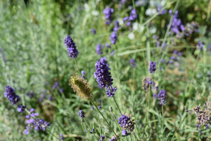 Lavanda Hidcote - 2016 Iulie