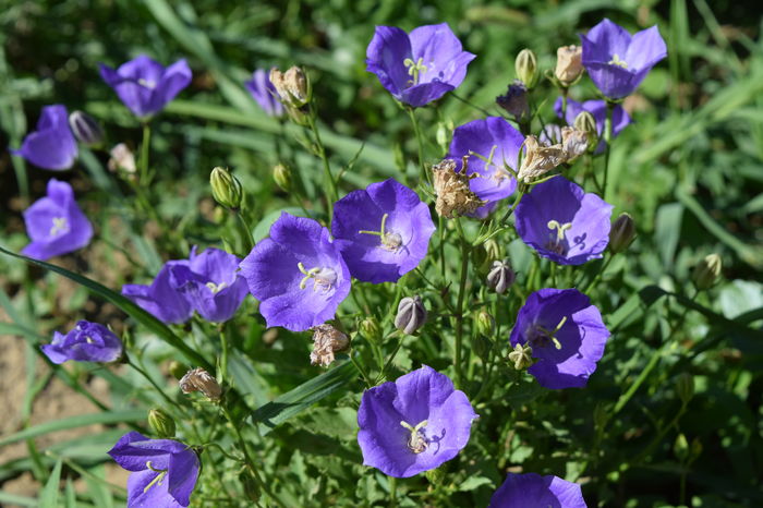 Campanula CArpatica - 2016 Iulie