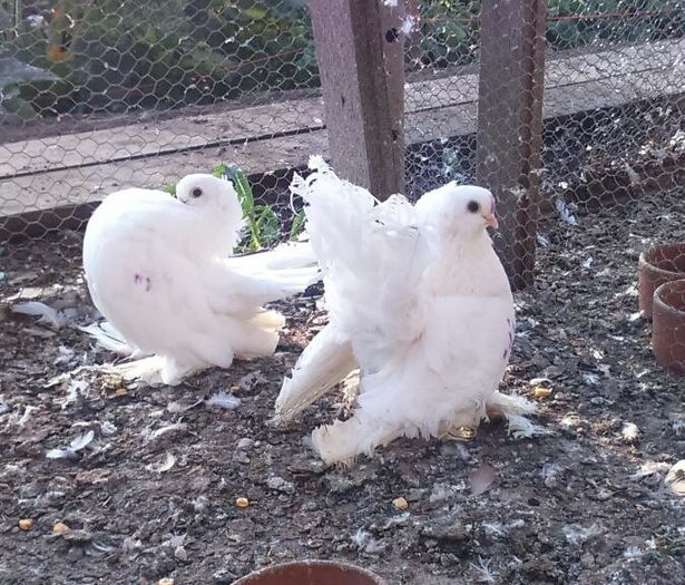 13754246_10207026468603907_7235421216658899513_n