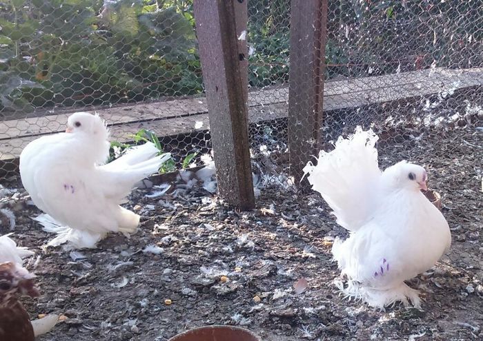 13707757_10207026468883914_9169188112505002835_n