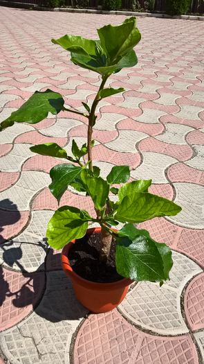 WP_20160722_11_37_18_Pro - Hibiscus My Way