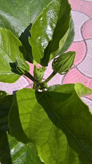 WP_20160722_11_37_24_Pro - Hibiscus My Way