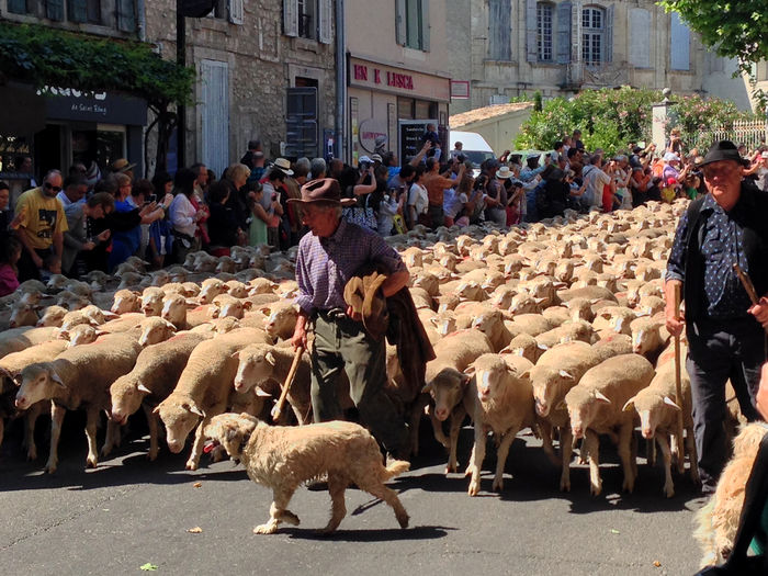 Transhumanta in Provence St.Remy - Rase de oi si capre poze deosebite 11