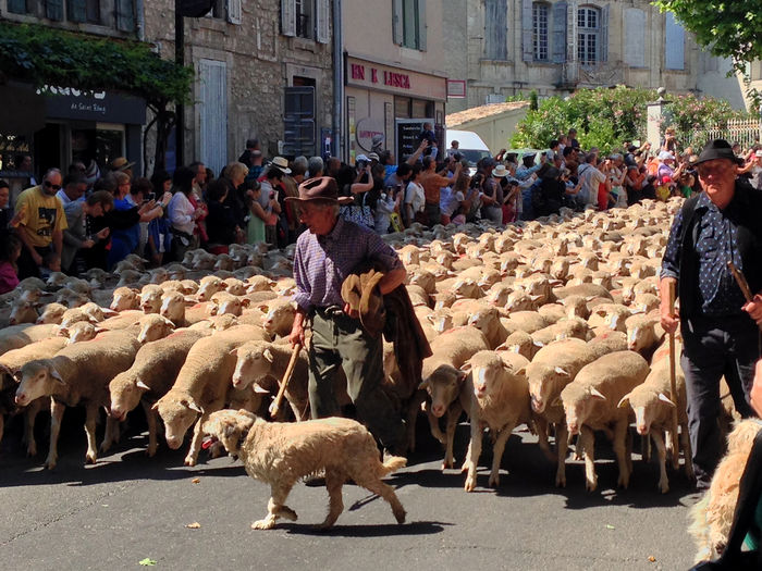 Transhumanta in Provence St.Remy