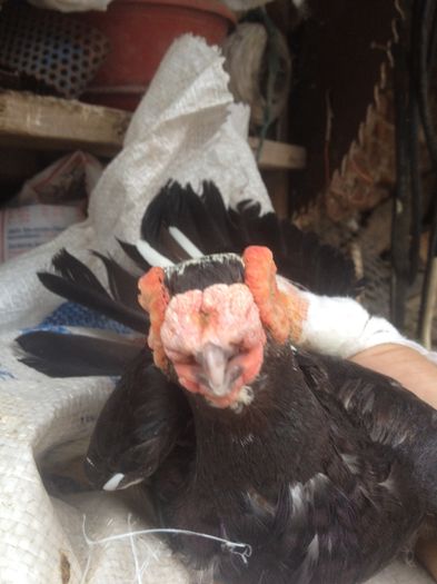 image; Porumbuta2015
