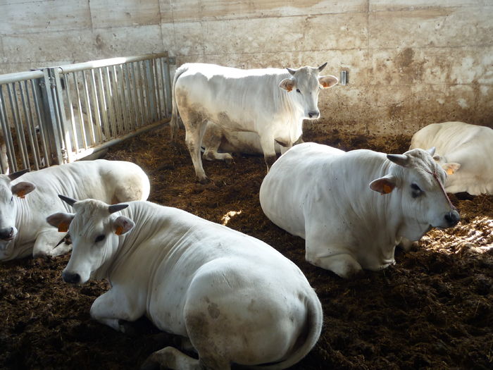 Vacutele albe ca varul