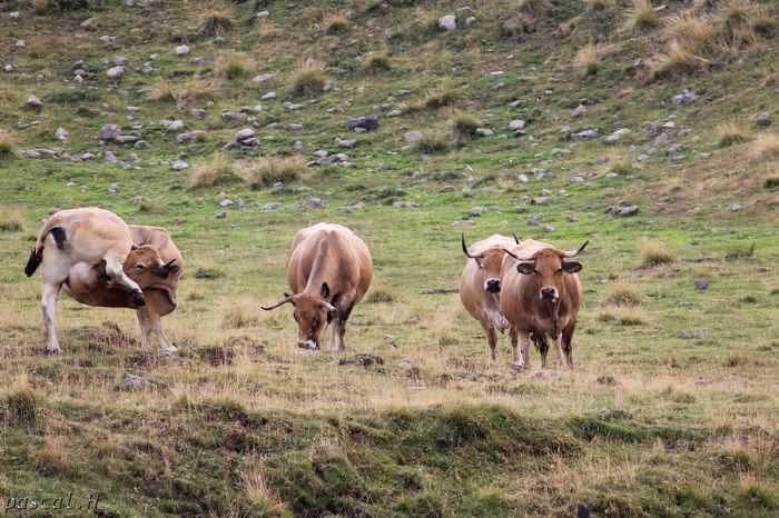 Vacutele spaniole-8fd