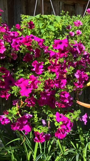 WP_20160722_09_06_51_Pro