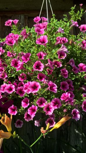 WP_20160722_09_06_58_Pro