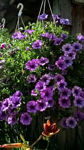 WP_20160722_09_07_25_Pro