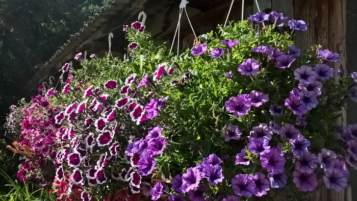 WP_20160722_09_07_34_Pro